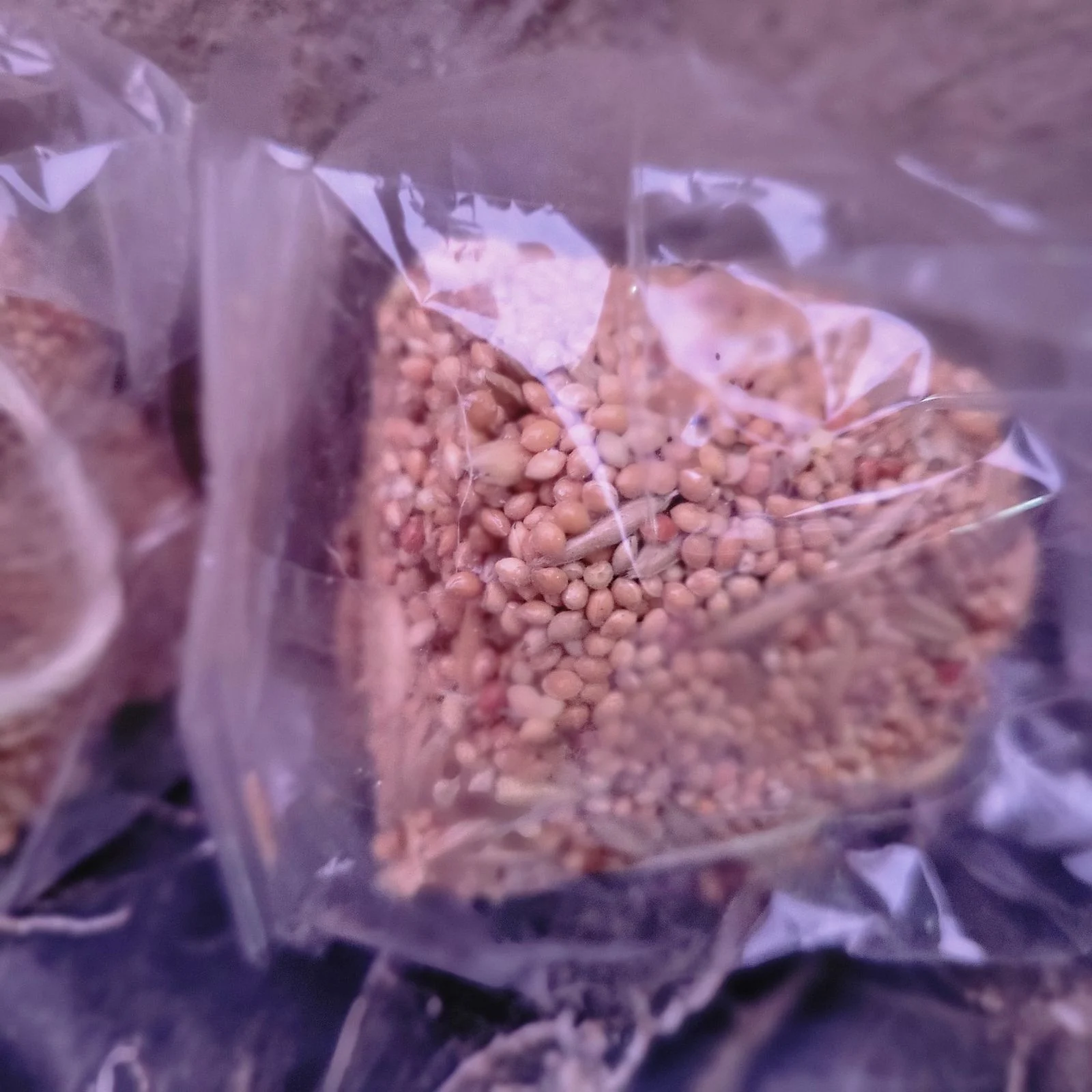 3 X Hanging Bird Seed Bells