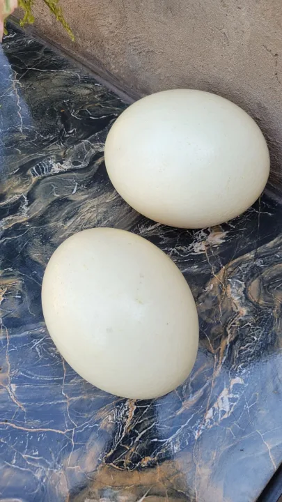 Ostrich Eggs X 2