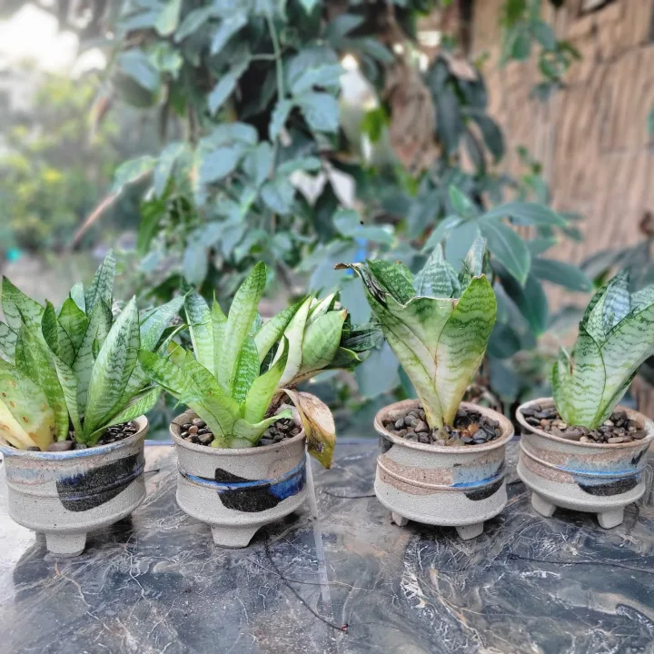 4 X Plant Pots With Plants